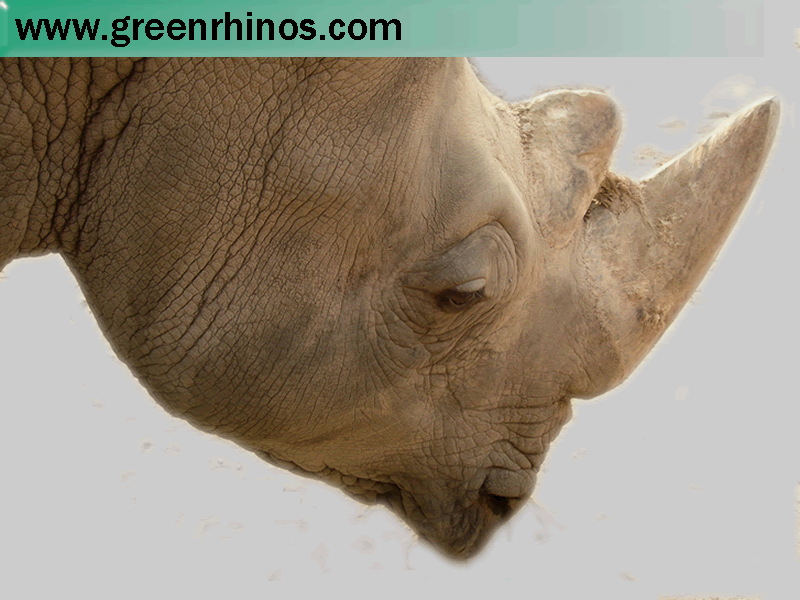 Green Rhinos